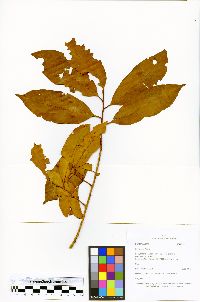 Iryanthera laevis image