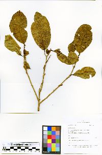 Terminalia oblonga image