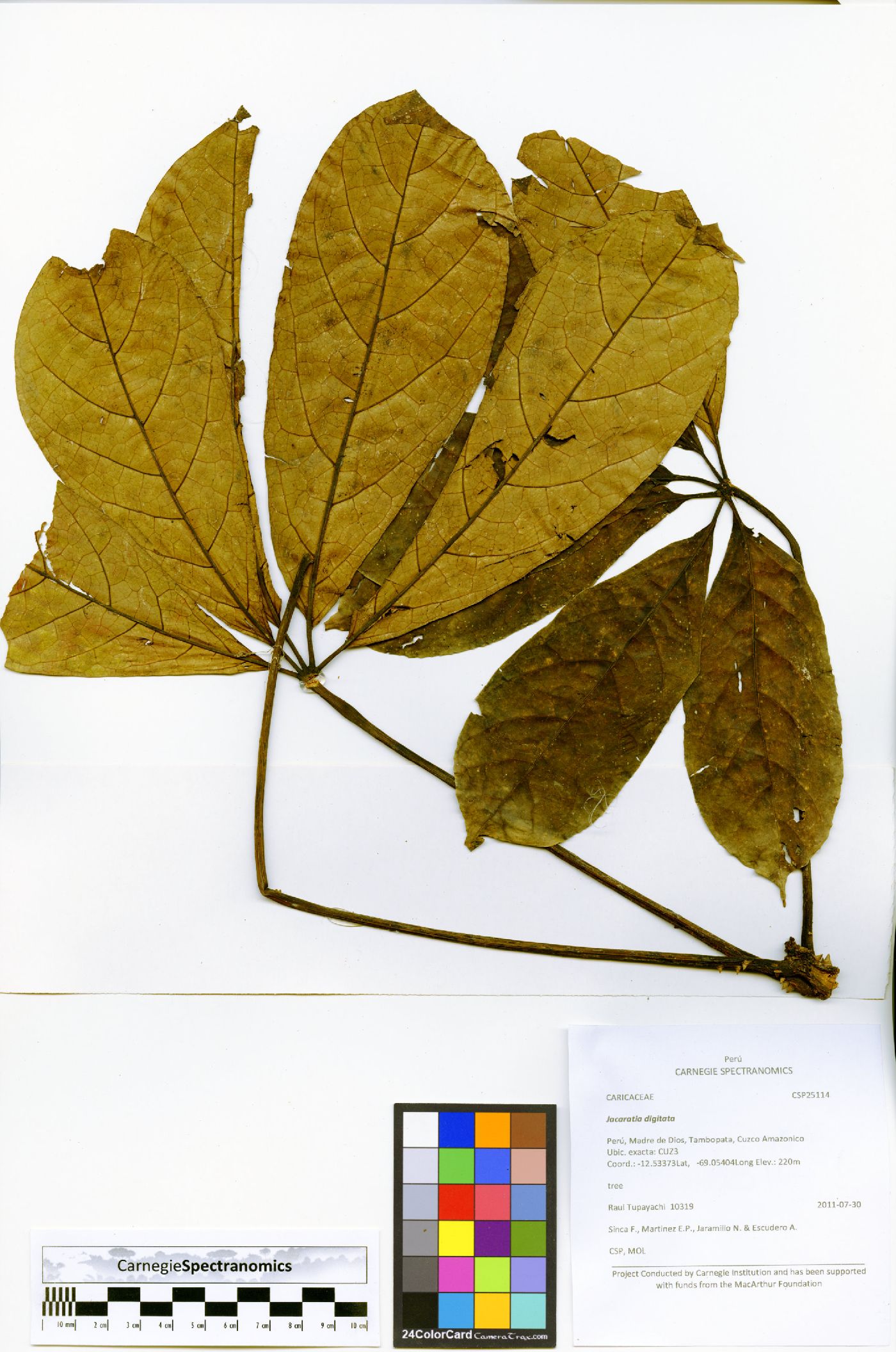 Jacaratia digitata image
