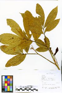 Trichilia adolfi image