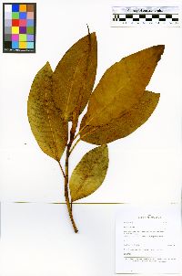 Ficus insipida image