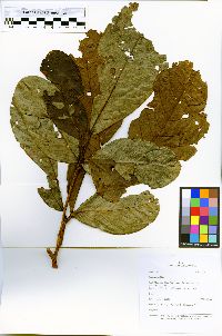 Inga spectabilis image