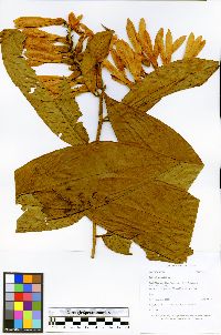 Triplaris poeppigiana image