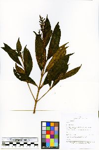 Miconia micropetala image