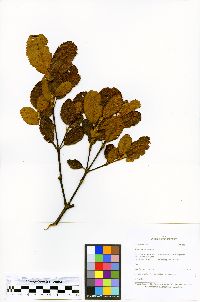 Weinmannia bangii image