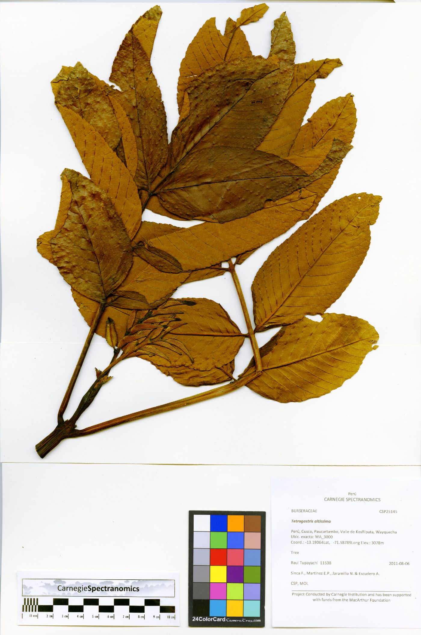 Brunellia cuzcoensis image