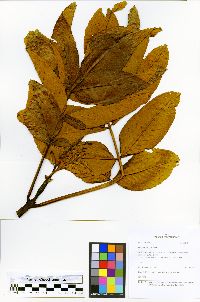 Image of Brunellia cuzcoensis