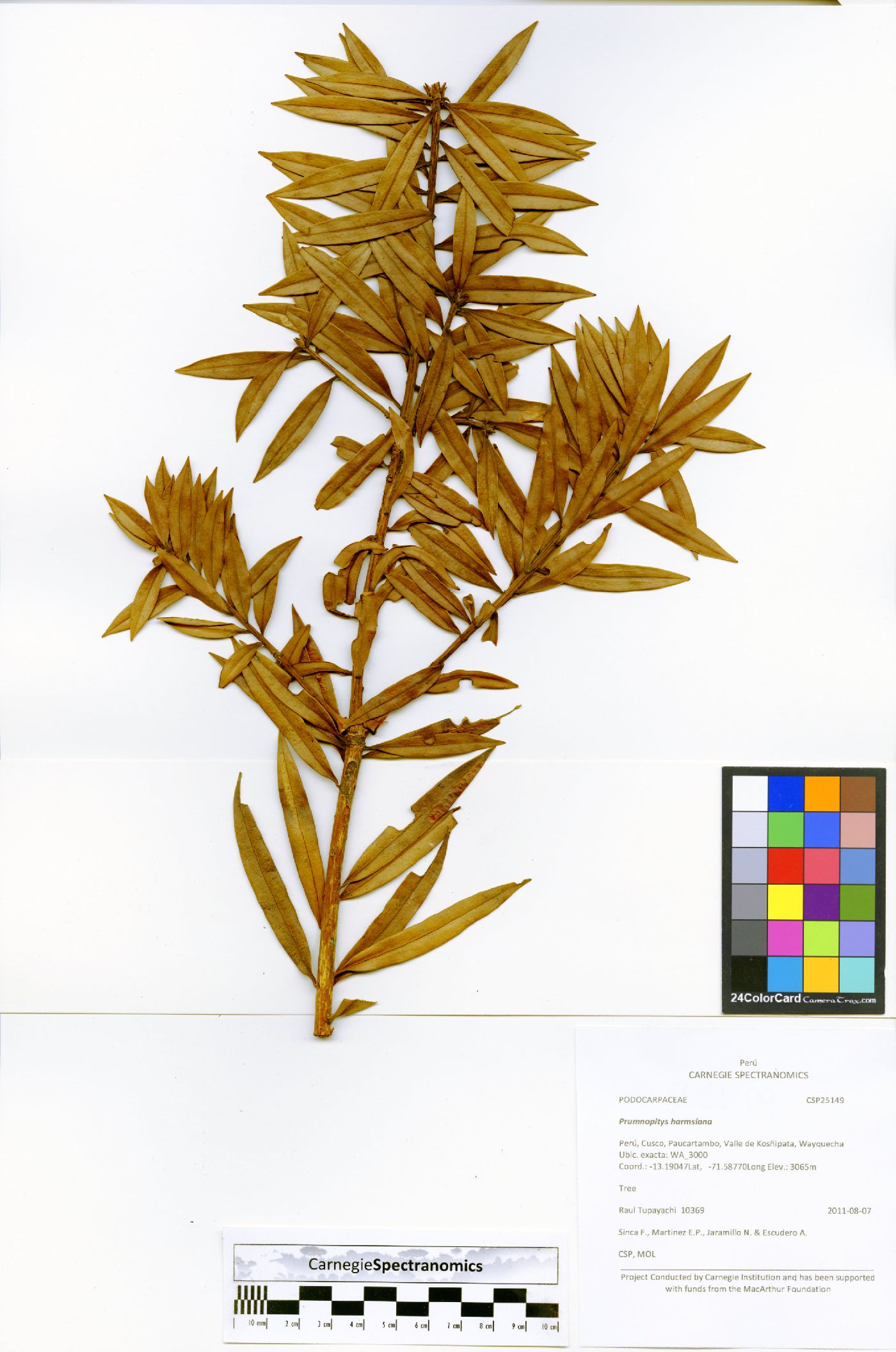 Podocarpus oleifolius image