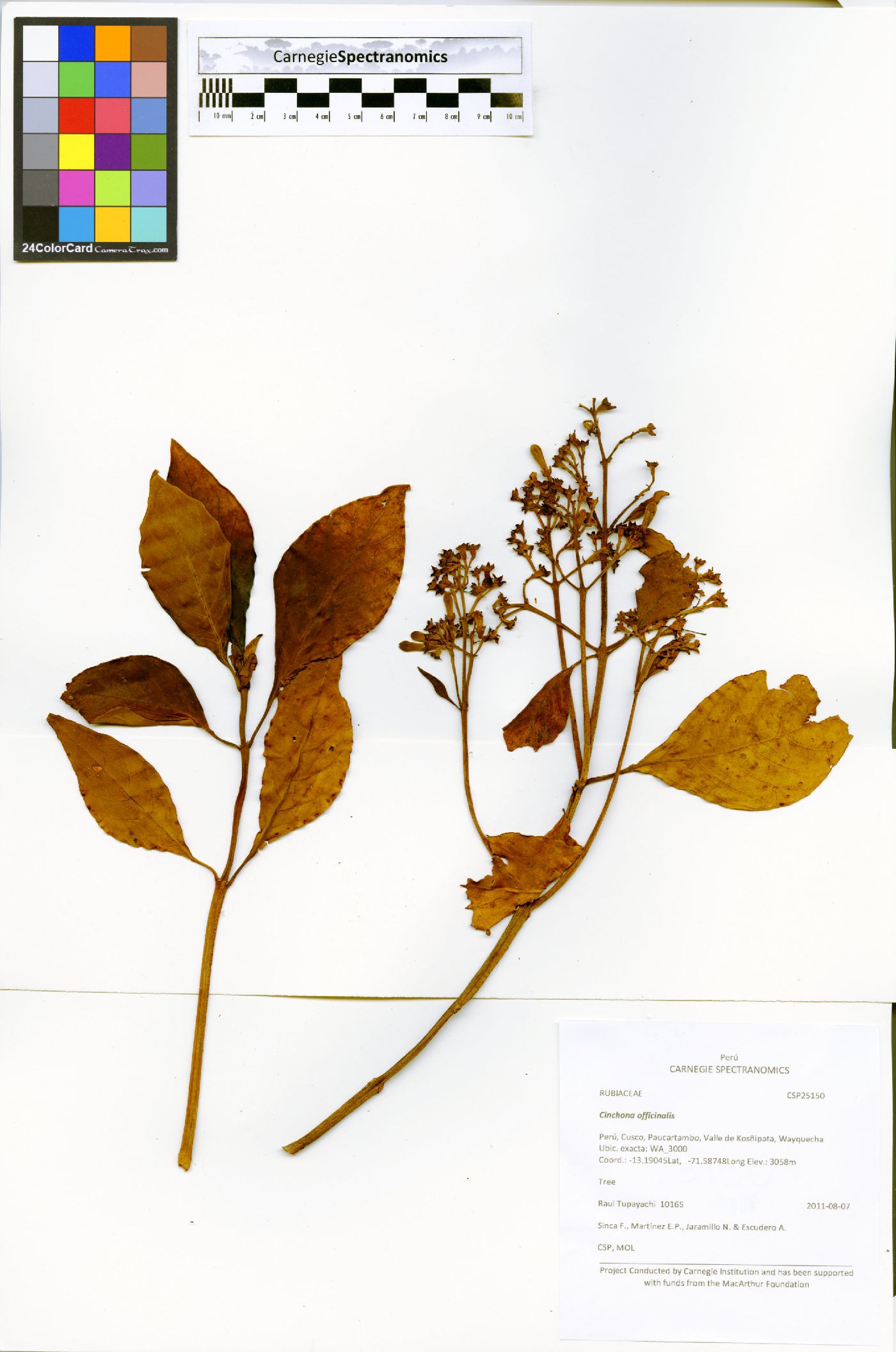 Cinchona officinalis image