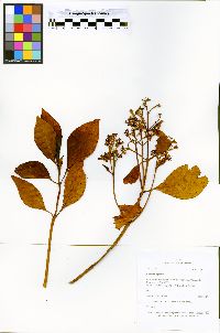 Cinchona officinalis image