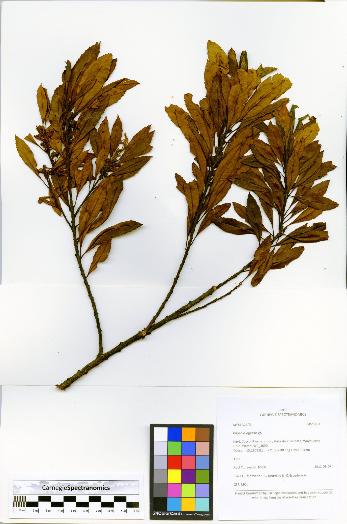 Morella pubescens image