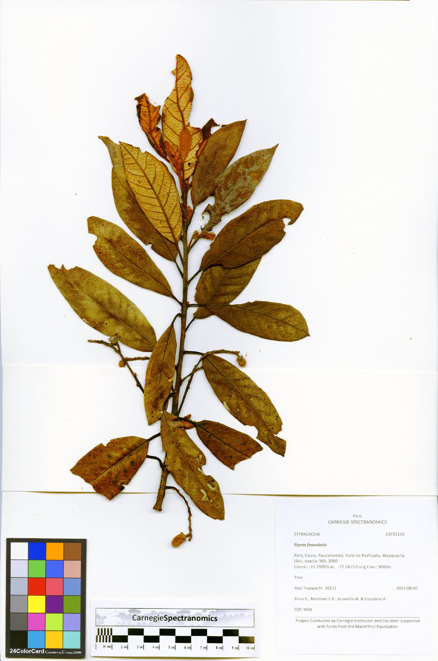Styrax foveolaria image