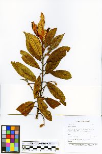 Image of Styrax foveolaria