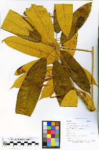 Schefflera allocotantha image