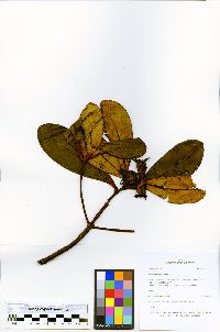 Clusia elliptica image