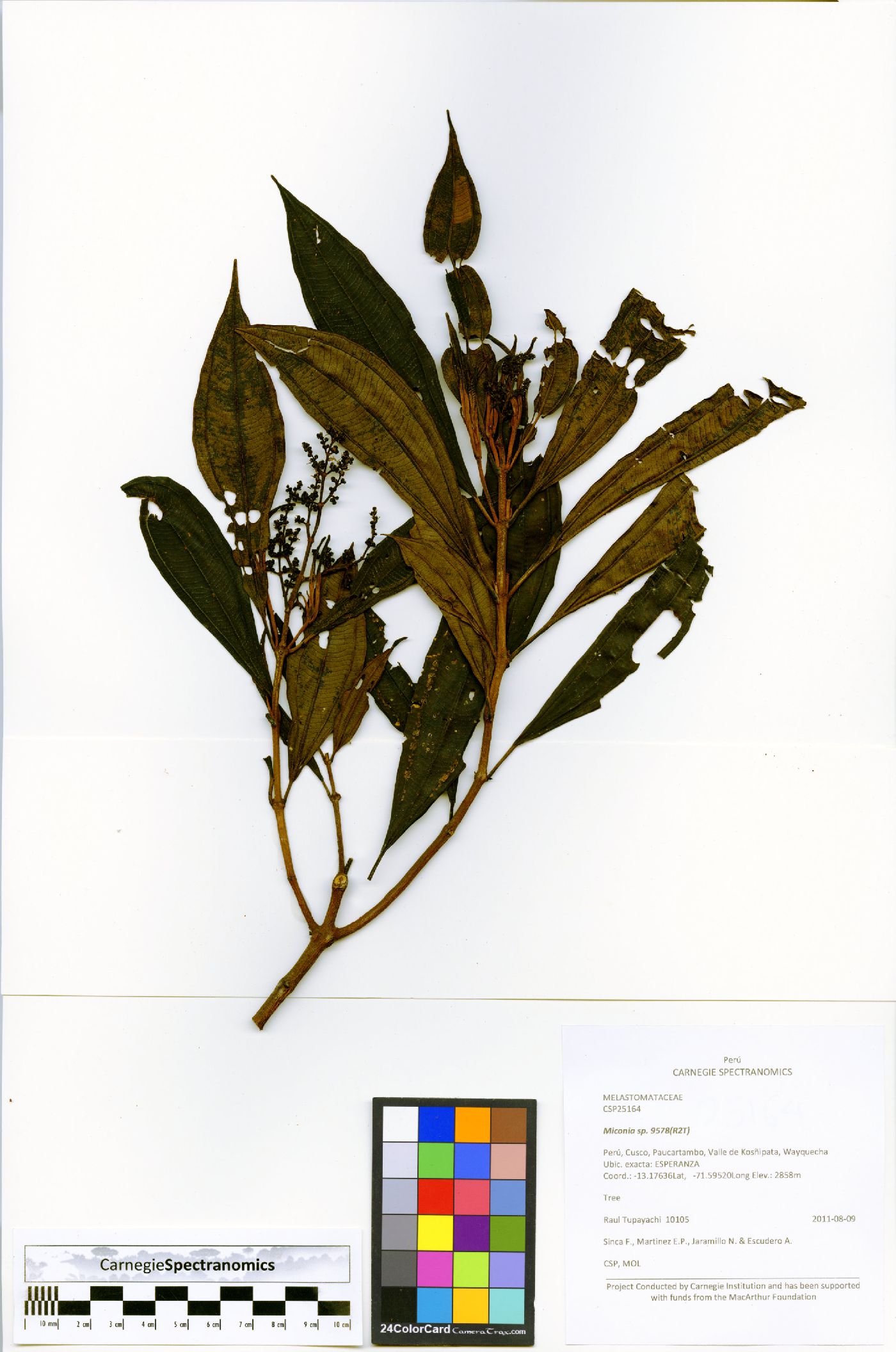 Miconia micropetala image