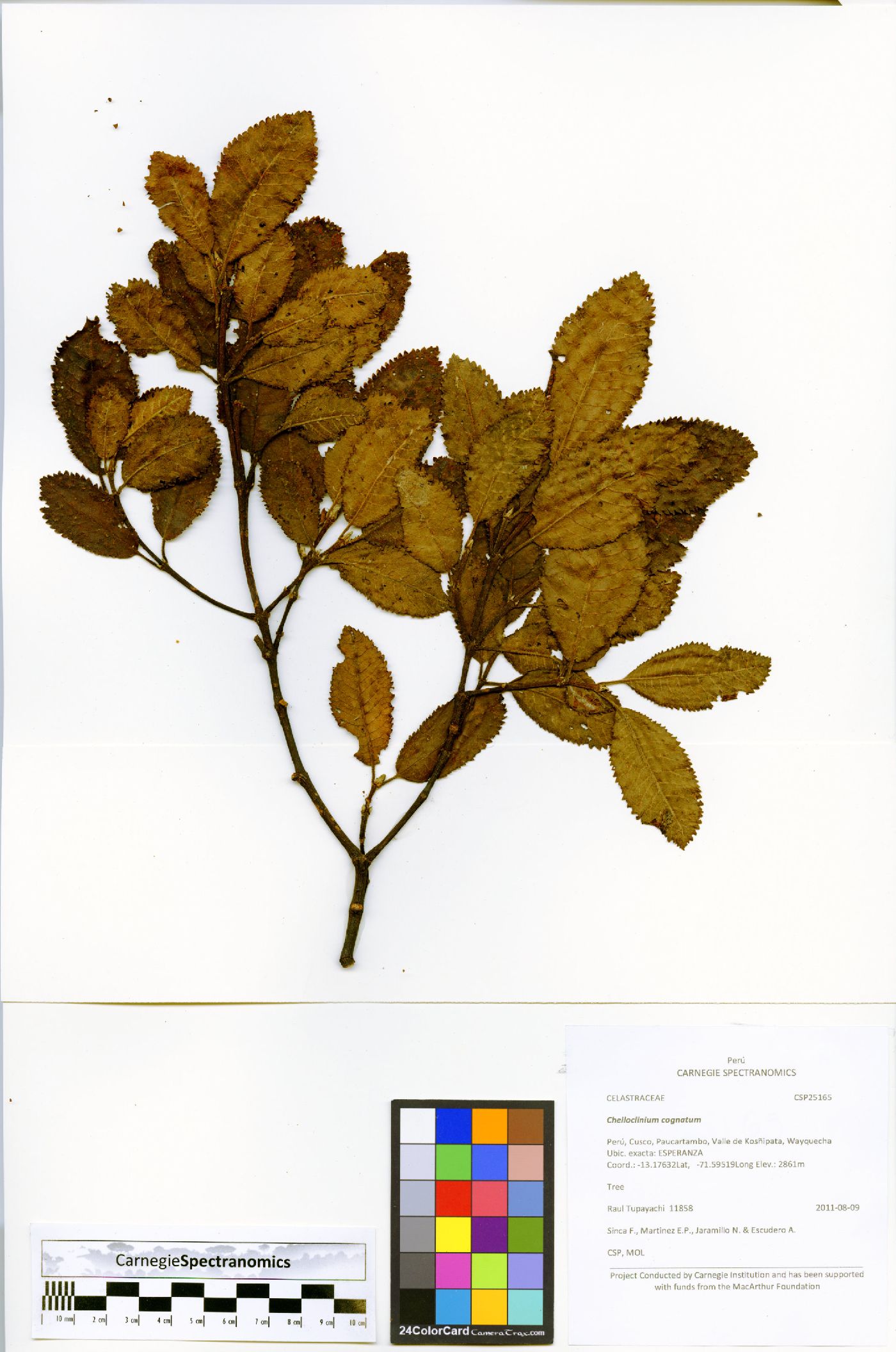 Weinmannia latifolia image