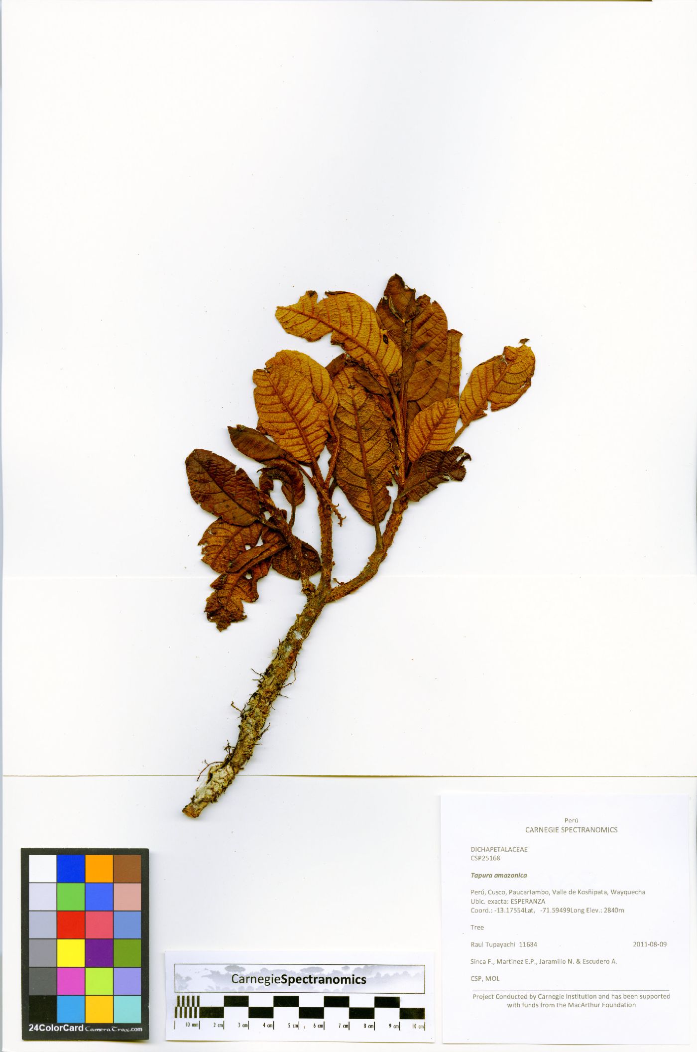 Clethra scabra image
