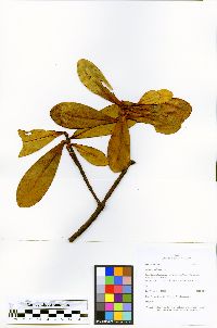 Clusia elliptica image