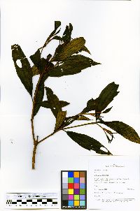 Miconia micropetala image