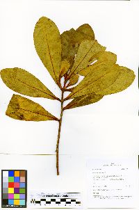 Clusia elliptica image