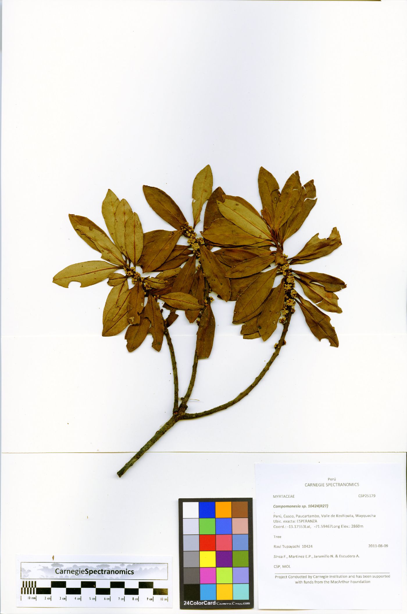 Myrsine youngii image
