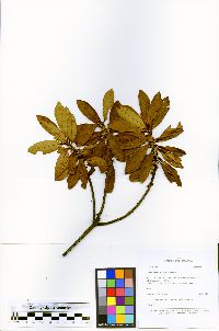 Image of Myrsine youngii