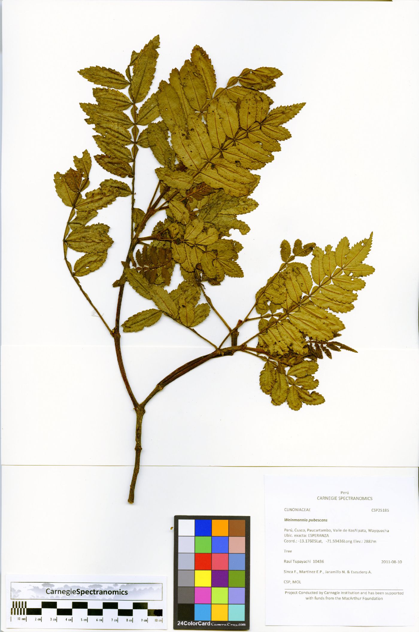 Weinmannia pubescens image