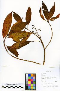Miconia barbeyana image
