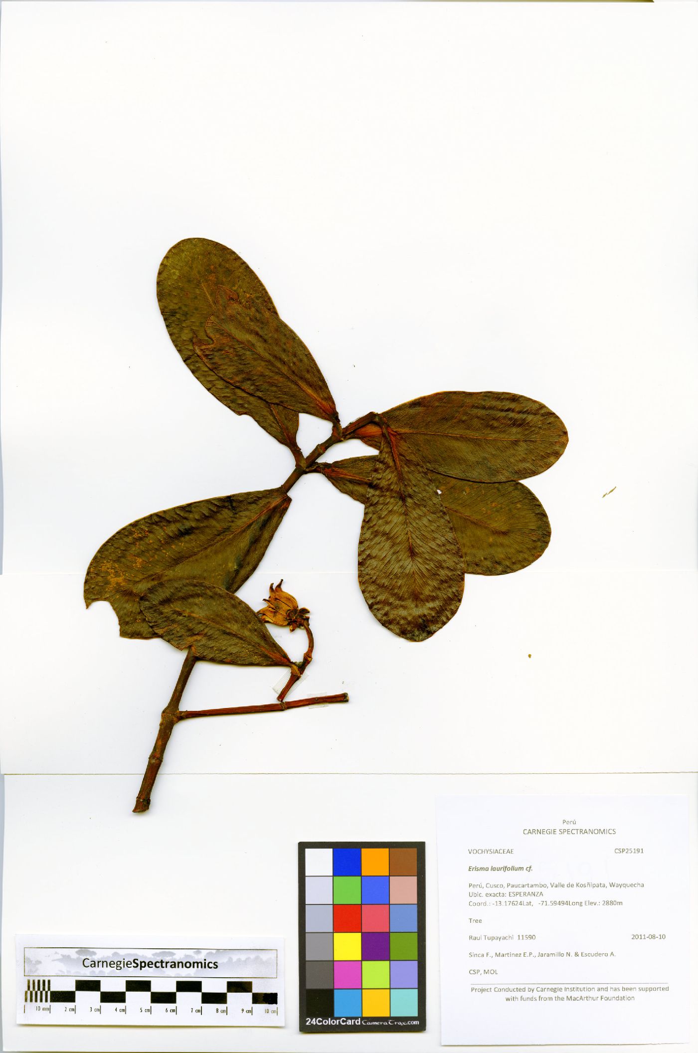 Clusia elliptica image
