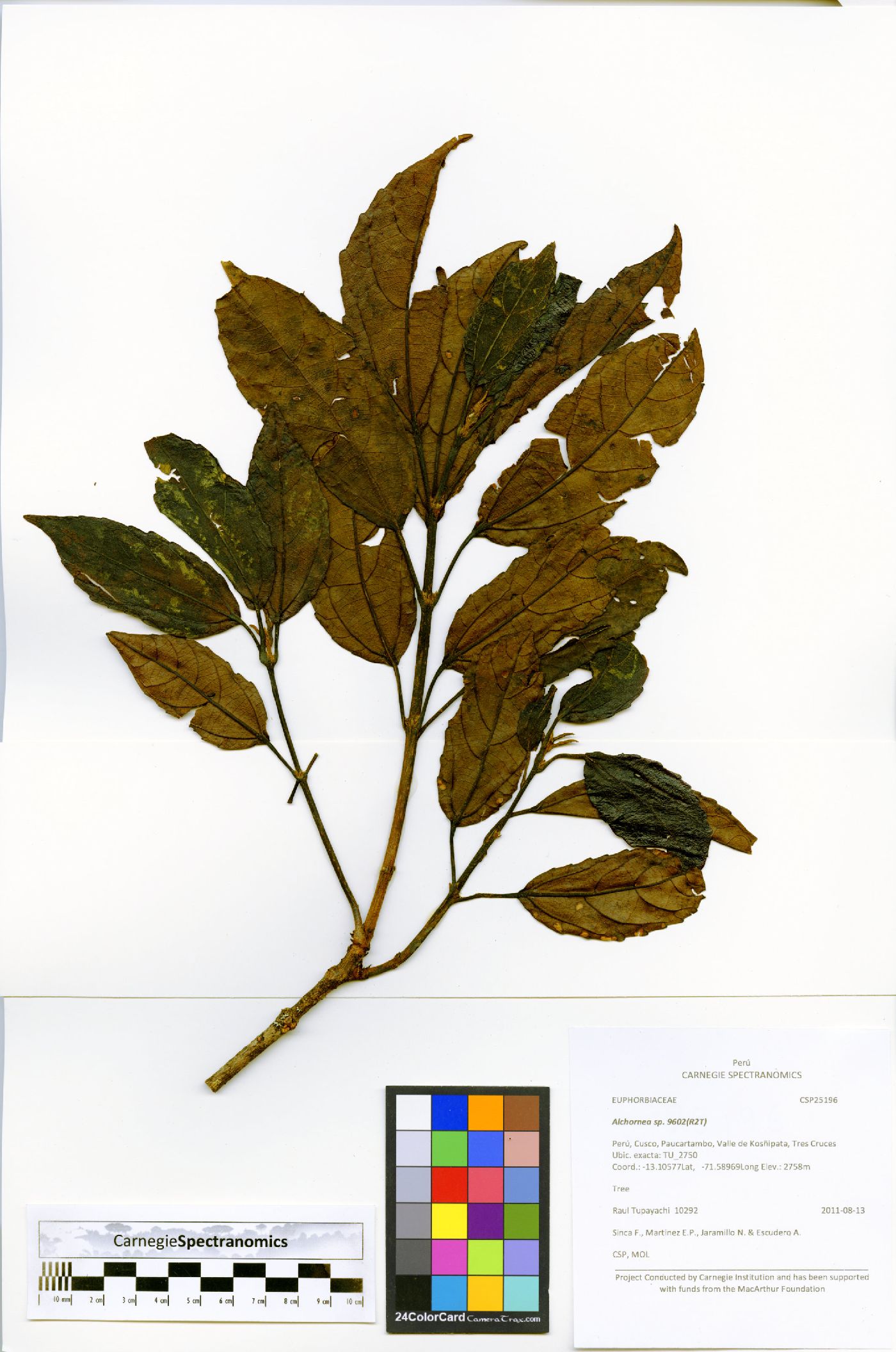 Alchornea grandiflora image