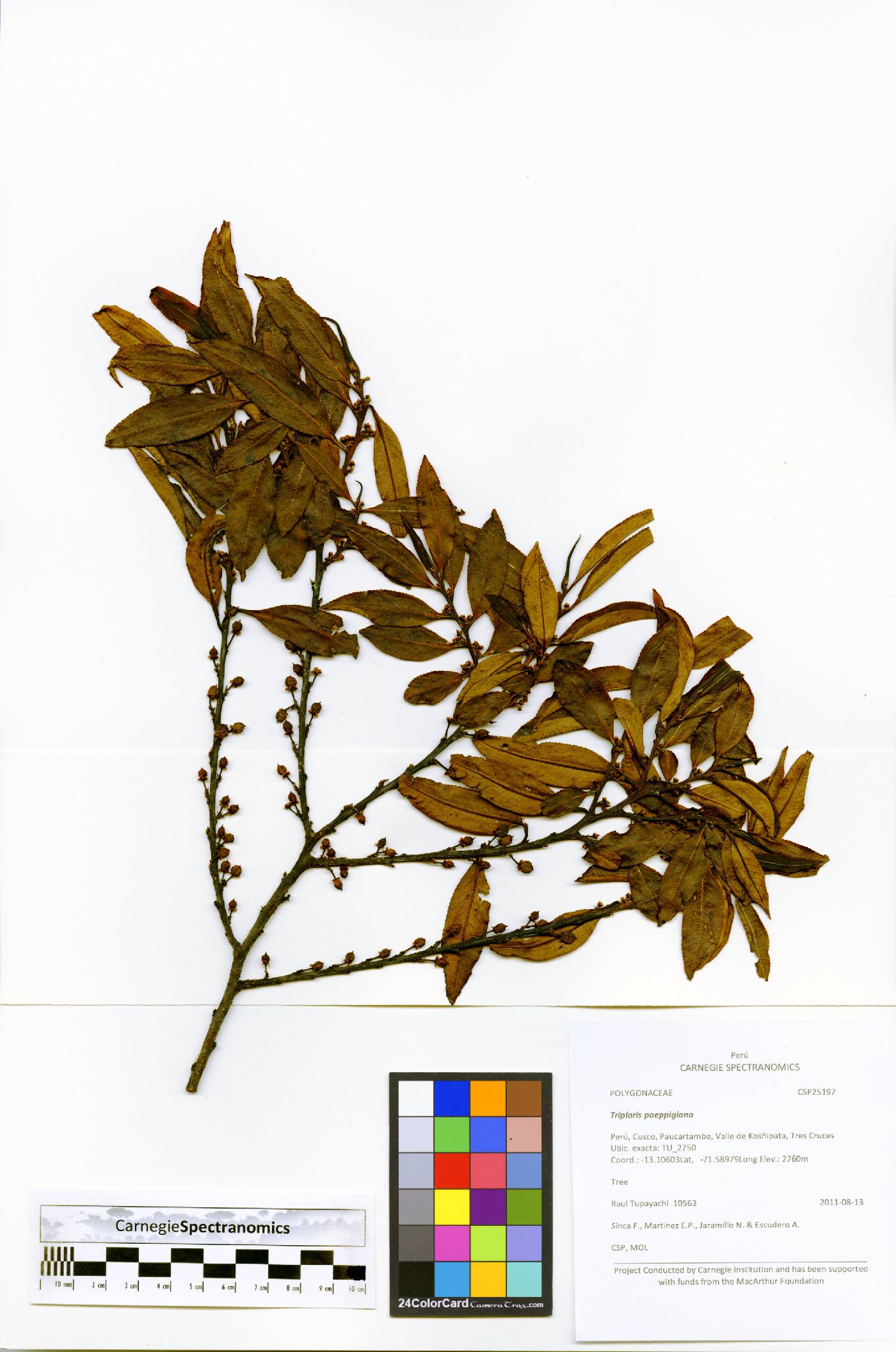 Freziera karsteniana image