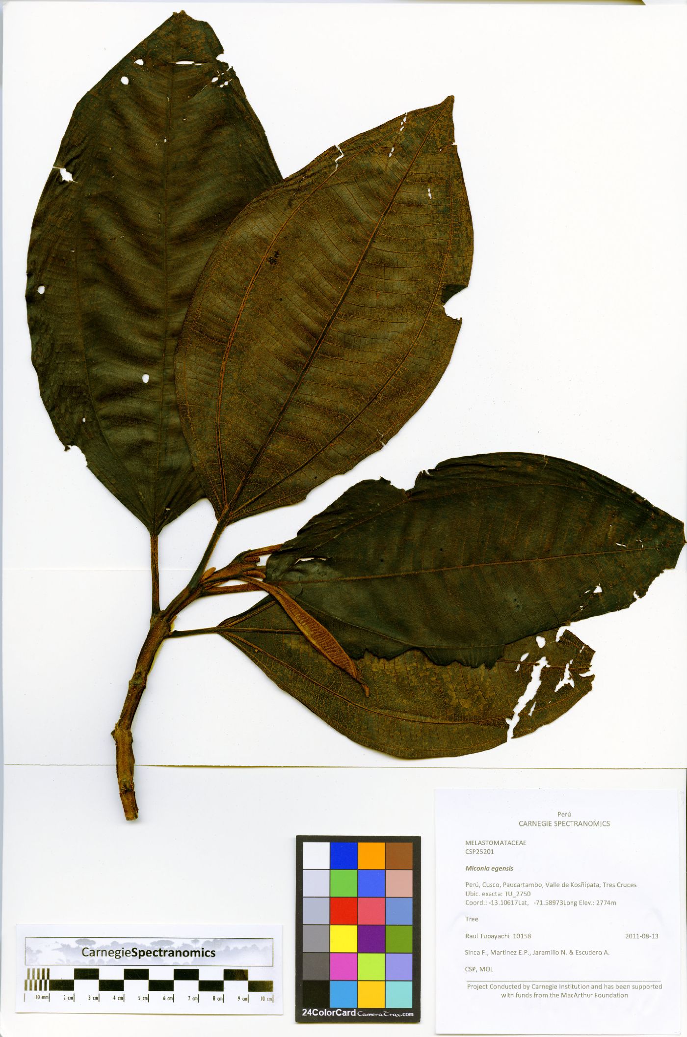 Miconia madisonii image