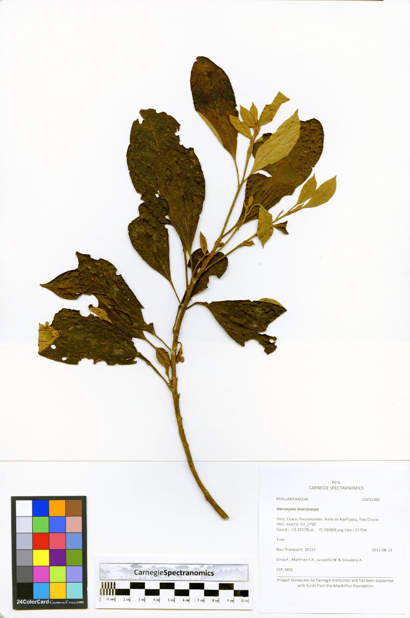 Hieronyma macrocarpa image