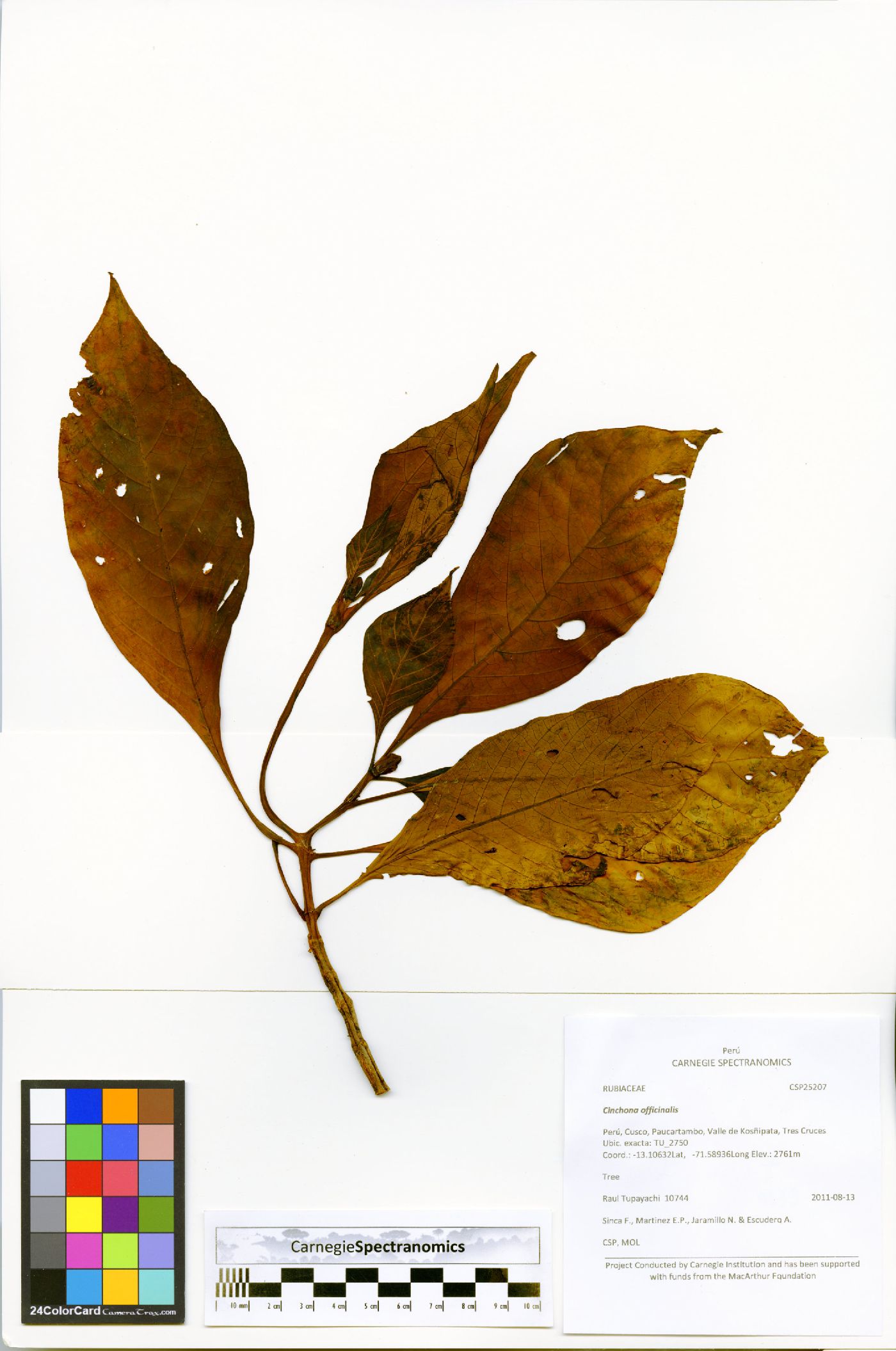 Cinchona officinalis image