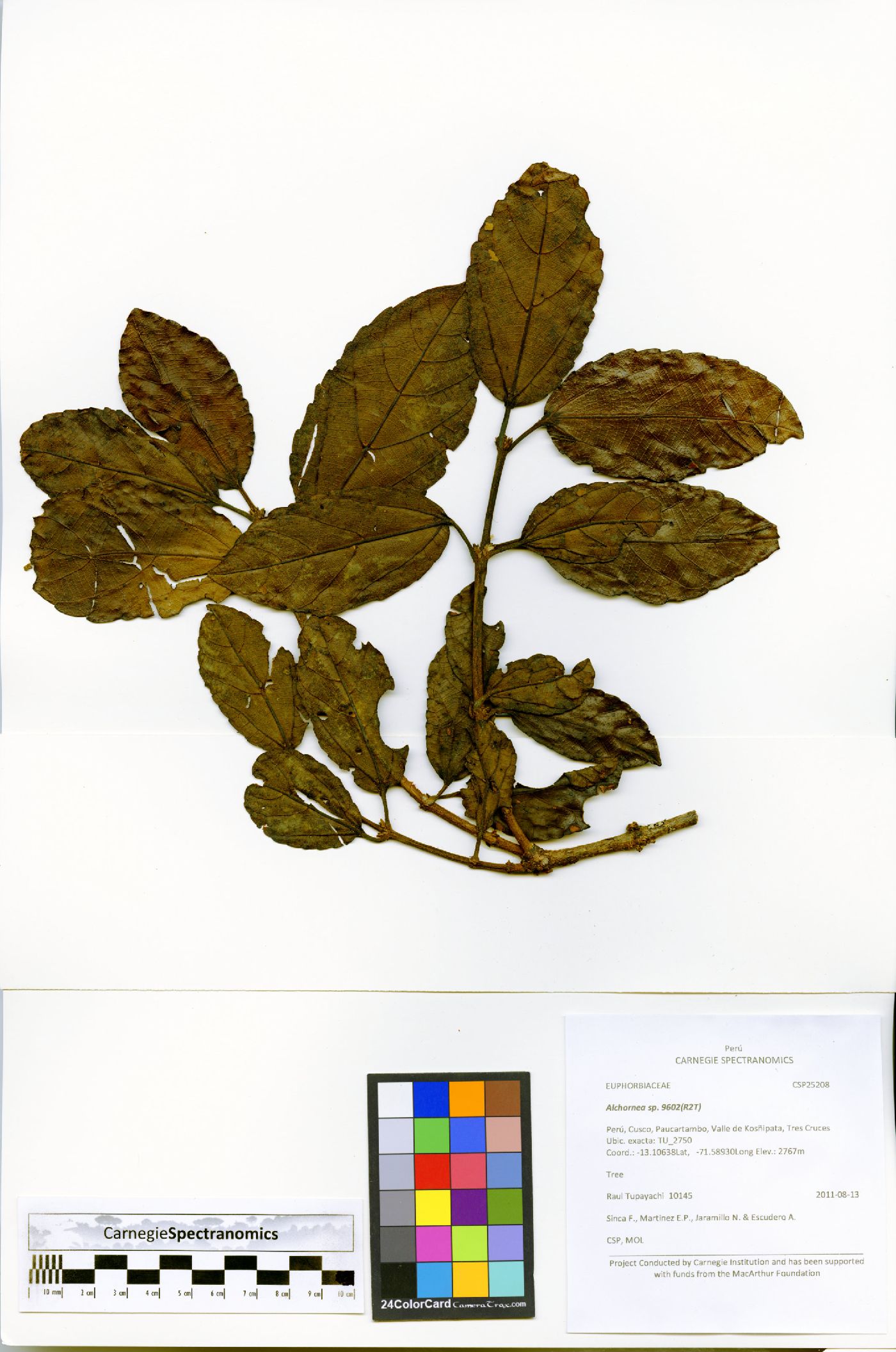 Alchornea grandiflora image