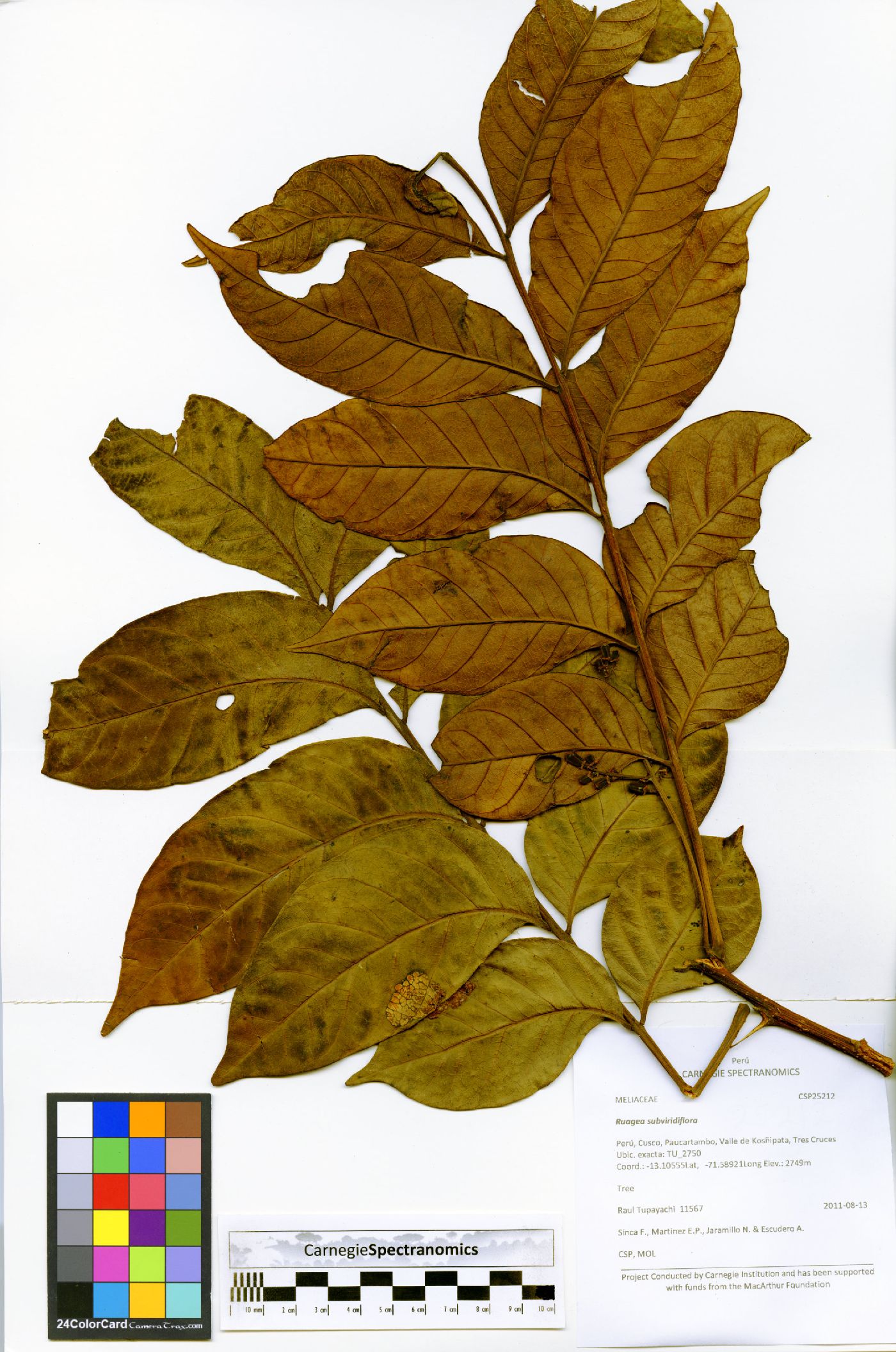 Ruagea subviridiflora image