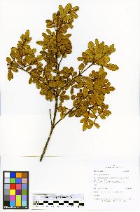 Image of Weinmannia mariquitae