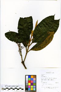 Miconia floribunda image