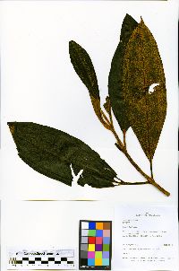 Miconia floribunda image