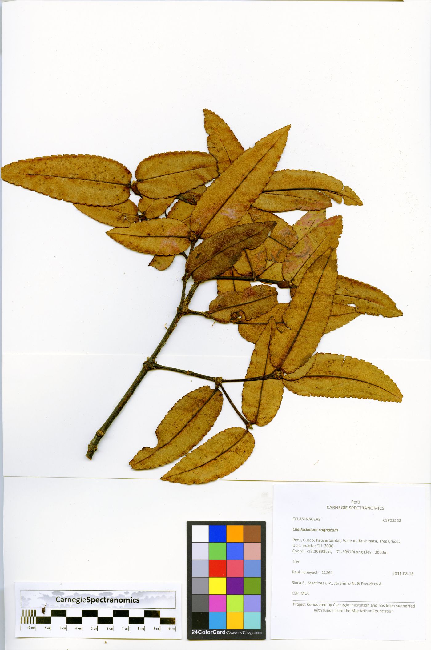 Weinmannia crassifolia image
