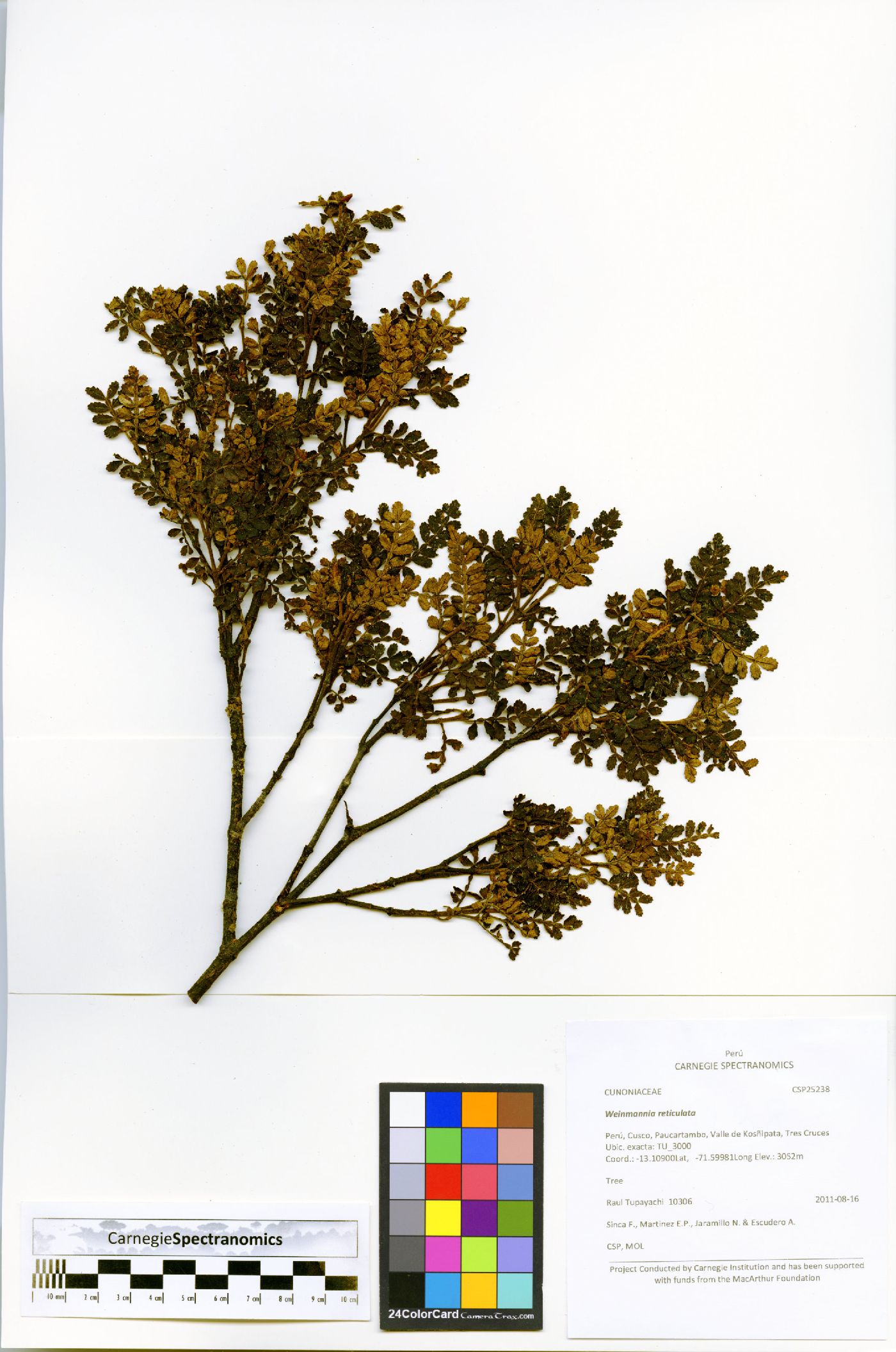 Weinmannia reticulata image