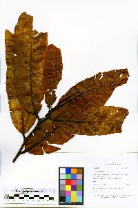Prunus integrifolia image