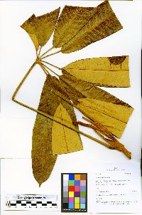 Schefflera allocotantha image