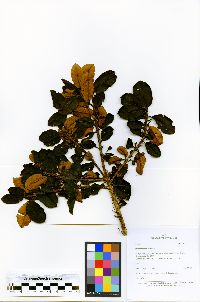 Ilex sessiliflora image