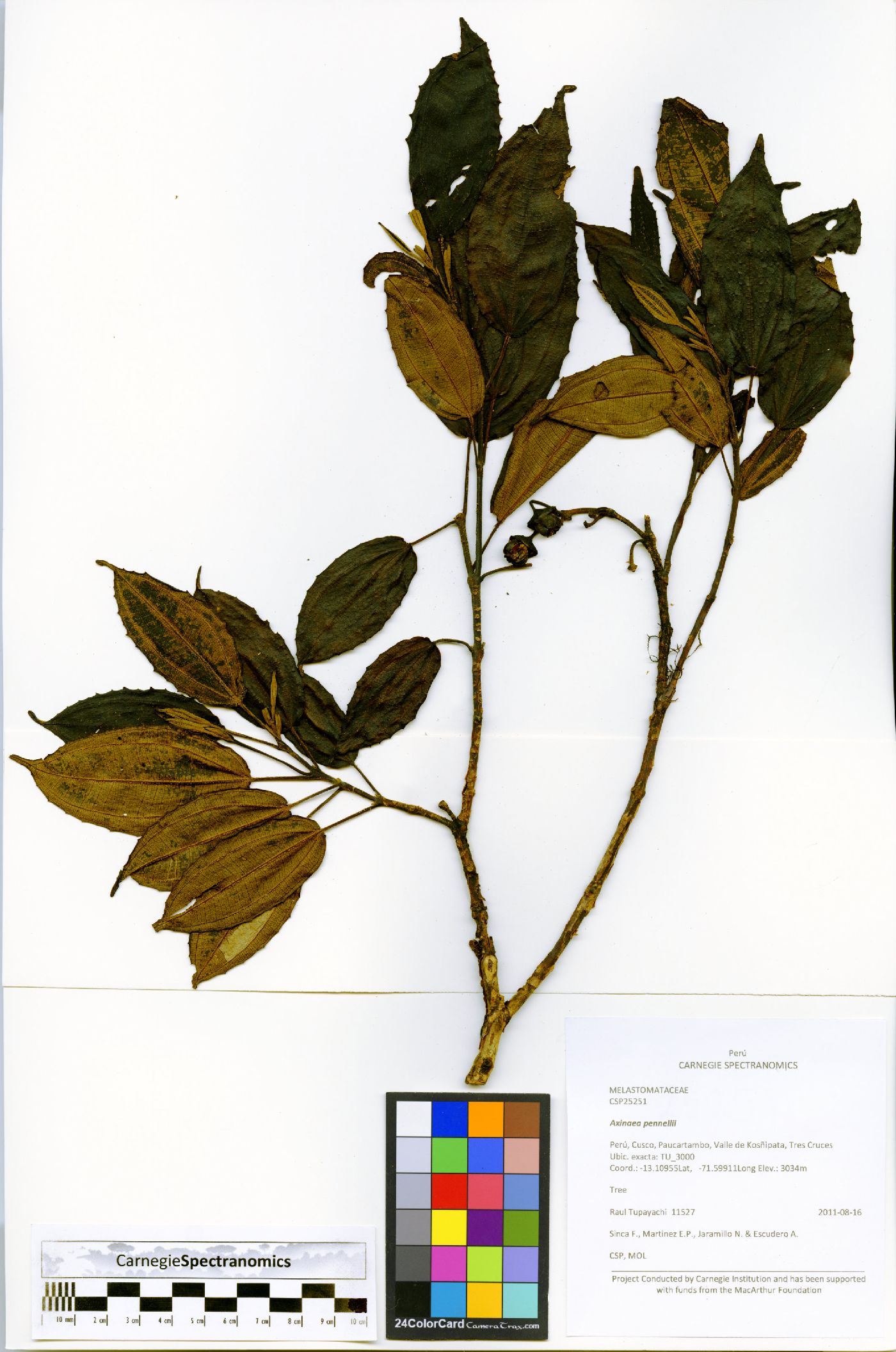 Axinaea pennellii image