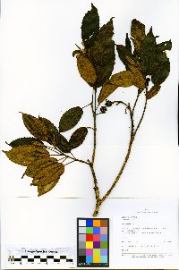 Axinaea pennellii image