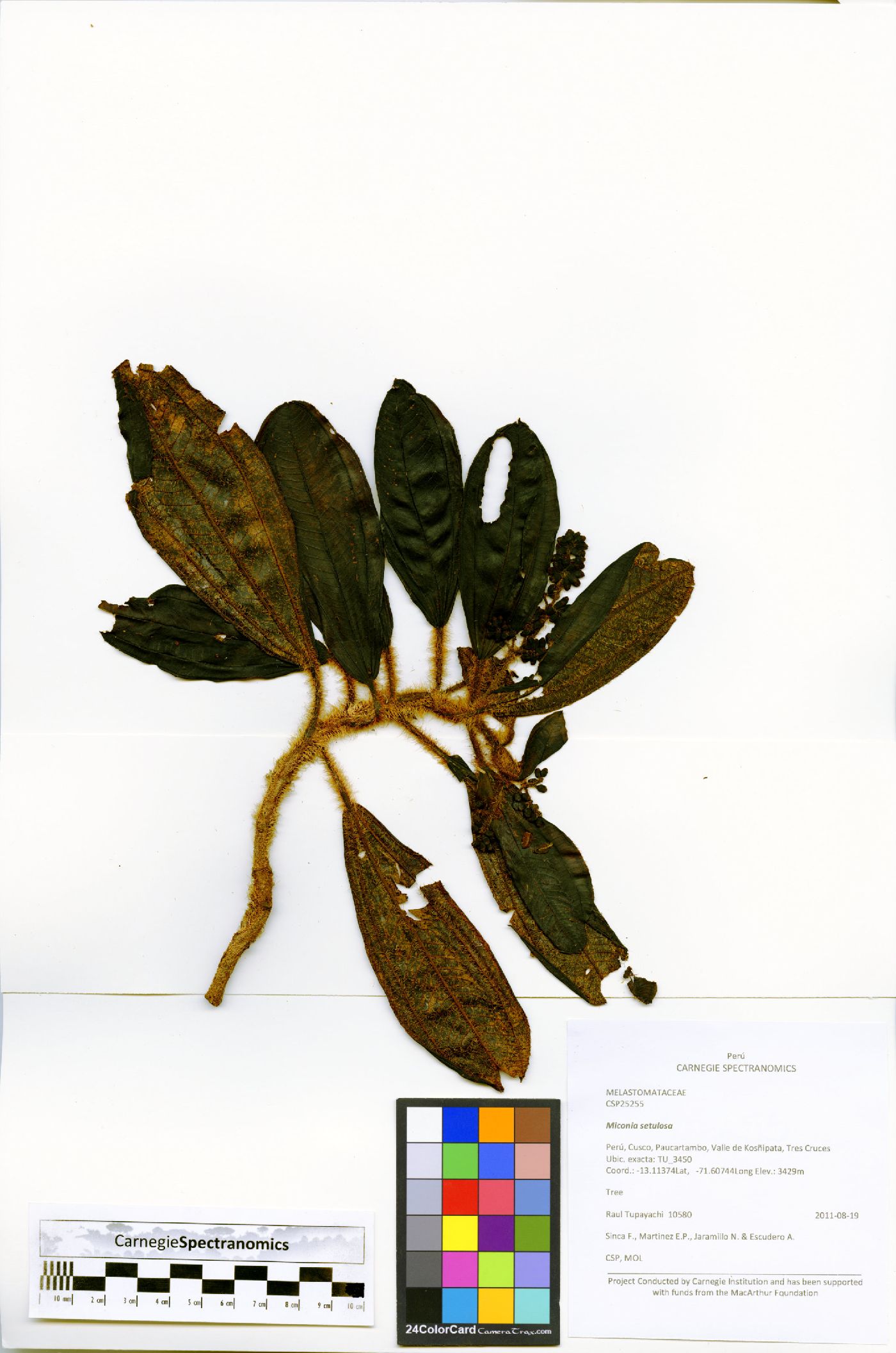 Miconia setulosa image