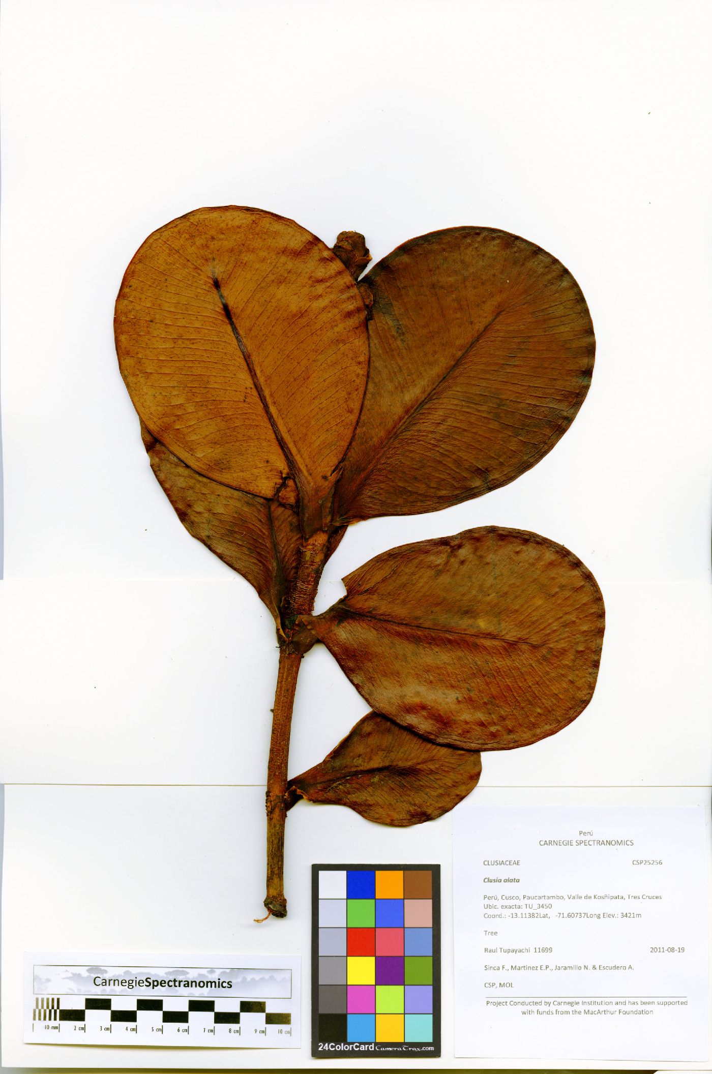 Clusia alata image