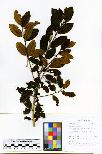Ilex sessiliflora image